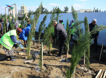 23 oktyabr 2024-cü il tarixində Biləcəri qəsəbəsində ağacəkmə aksiyası