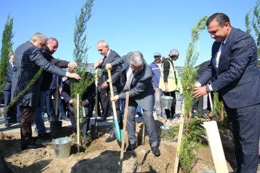 23 oktyabr 2024-cü il tarixində Biləcəri qəsəbəsində ağacəkmə aksiyası