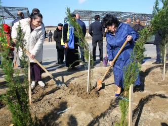 23 oktyabr 2024-cü il tarixində Biləcəri qəsəbəsində ağacəkmə aksiyası