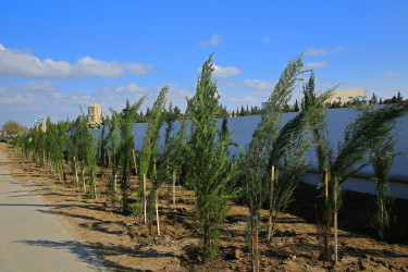 23 oktyabr 2024-cü il tarixində Biləcəri qəsəbəsində ağacəkmə aksiyası