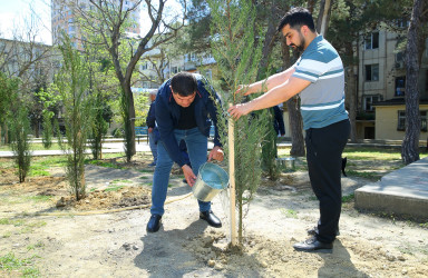 Binəqədi Rayon İcra Hakimiyyəti və Binəqədi bələdiyyəsinin təşkilatçılığı ilə ağacəkmə aksiyası