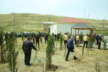 14 may 2025-ci il tarixində Xocəsən qəsəbəsində ağacəkmə aksiyası