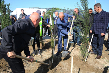 23 oktyabr 2024-cü il tarixində Biləcəri qəsəbəsində ağacəkmə aksiyası