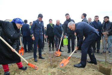 Zəfər Günün beşinci ildönümü münasibətilə ağacəkmə aksiyası