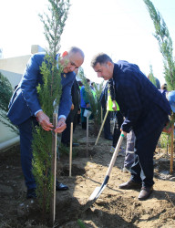 23 oktyabr 2024-cü il tarixində Biləcəri qəsəbəsində ağacəkmə aksiyası