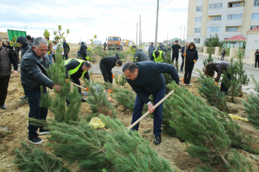 Zəfər Günün beşinci ildönümü münasibətilə ağacəkmə aksiyası