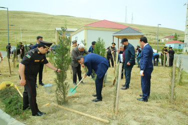 14 may 2025-ci il tarixində Xocəsən qəsəbəsində ağacəkmə aksiyası
