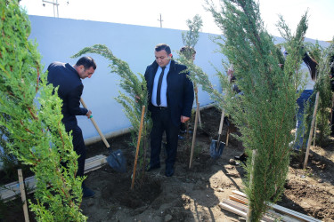 23 oktyabr 2024-cü il tarixində Biləcəri qəsəbəsində ağacəkmə aksiyası