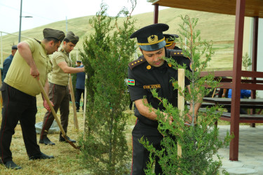 14 may 2025-ci il tarixində Xocəsən qəsəbəsində ağacəkmə aksiyası