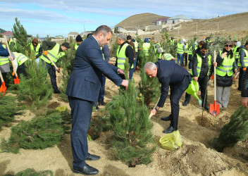 Zəfər Günün beşinci ildönümü münasibətilə ağacəkmə aksiyası