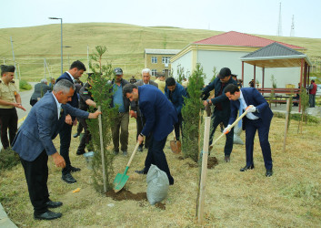 14 may 2025-ci il tarixində Xocəsən qəsəbəsində ağacəkmə aksiyası