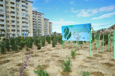 Zəfər Günün beşinci ildönümü münasibətilə ağacəkmə aksiyası