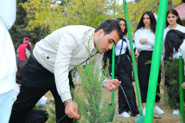 Binəqədi rayonunda yeni yaradılmış nümunəvi məhəllədə “Heydər Əliyev İli” çərçivəsində 8 Noyabr-Zəfər Gününə həsr olunmuş ağacəkmə aksiyası