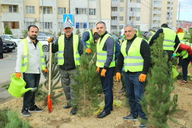 Zəfər Günün beşinci ildönümü münasibətilə ağacəkmə aksiyası