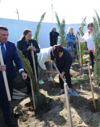 23 oktyabr 2024-cü il tarixində Biləcəri qəsəbəsində ağacəkmə aksiyası