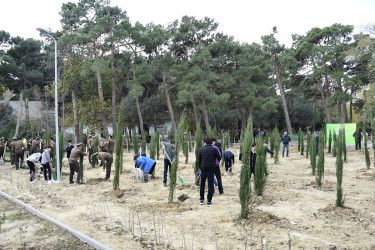 Binəqədi rayonu Ramiz Aboyev adına mədəniyyət və istirahət parkında Ümummilli Lider Heydər Əliyevin anadan olmasının 100-cü ildönümü münasibətilə ağacəkmə aksiyası