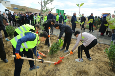 Zəfər Günün beşinci ildönümü münasibətilə ağacəkmə aksiyası