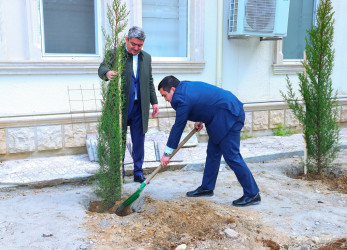 M.Ə.Rəsulzadə qəsəbəsi, Ramiz Aboyev adına mədəniyyət və istirahət parkında ağacəkmə aksiyası