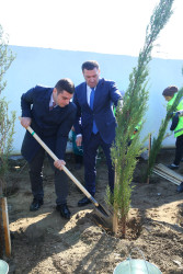 23 oktyabr 2024-cü il tarixində Biləcəri qəsəbəsində ağacəkmə aksiyası