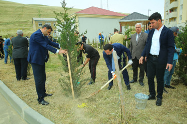 14 may 2025-ci il tarixində Xocəsən qəsəbəsində ağacəkmə aksiyası