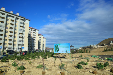 Zəfər Günün beşinci ildönümü münasibətilə ağacəkmə aksiyası