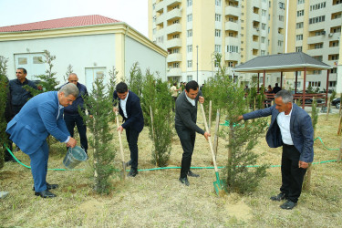 14 may 2025-ci il tarixində Xocəsən qəsəbəsində ağacəkmə aksiyası